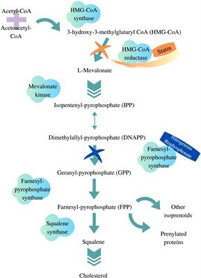 Pharmacogenetics of Statin-Induced Myotoxicity